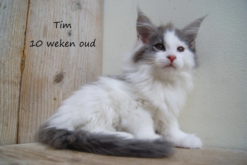 Tim